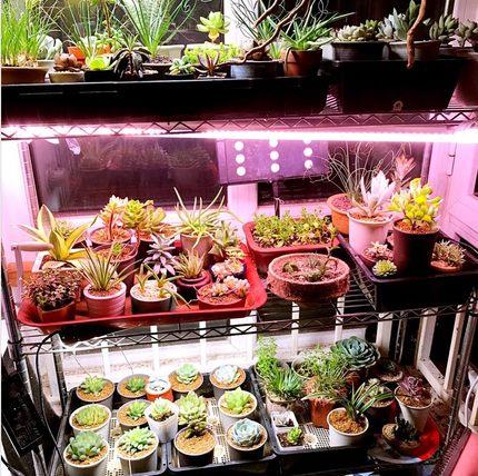 LED GROW LIGHT .jpg